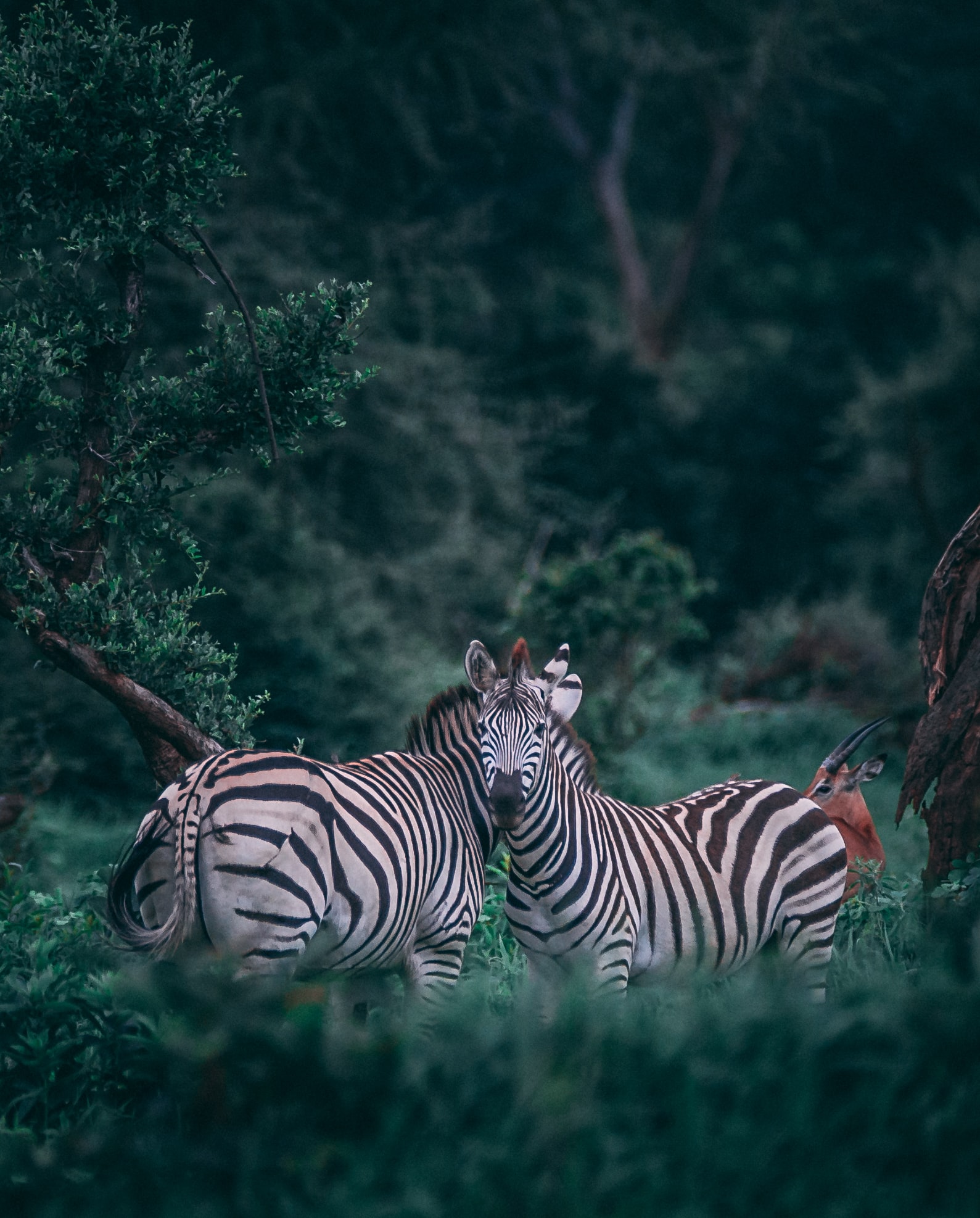 Tanzania