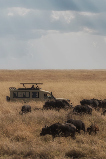 Safari