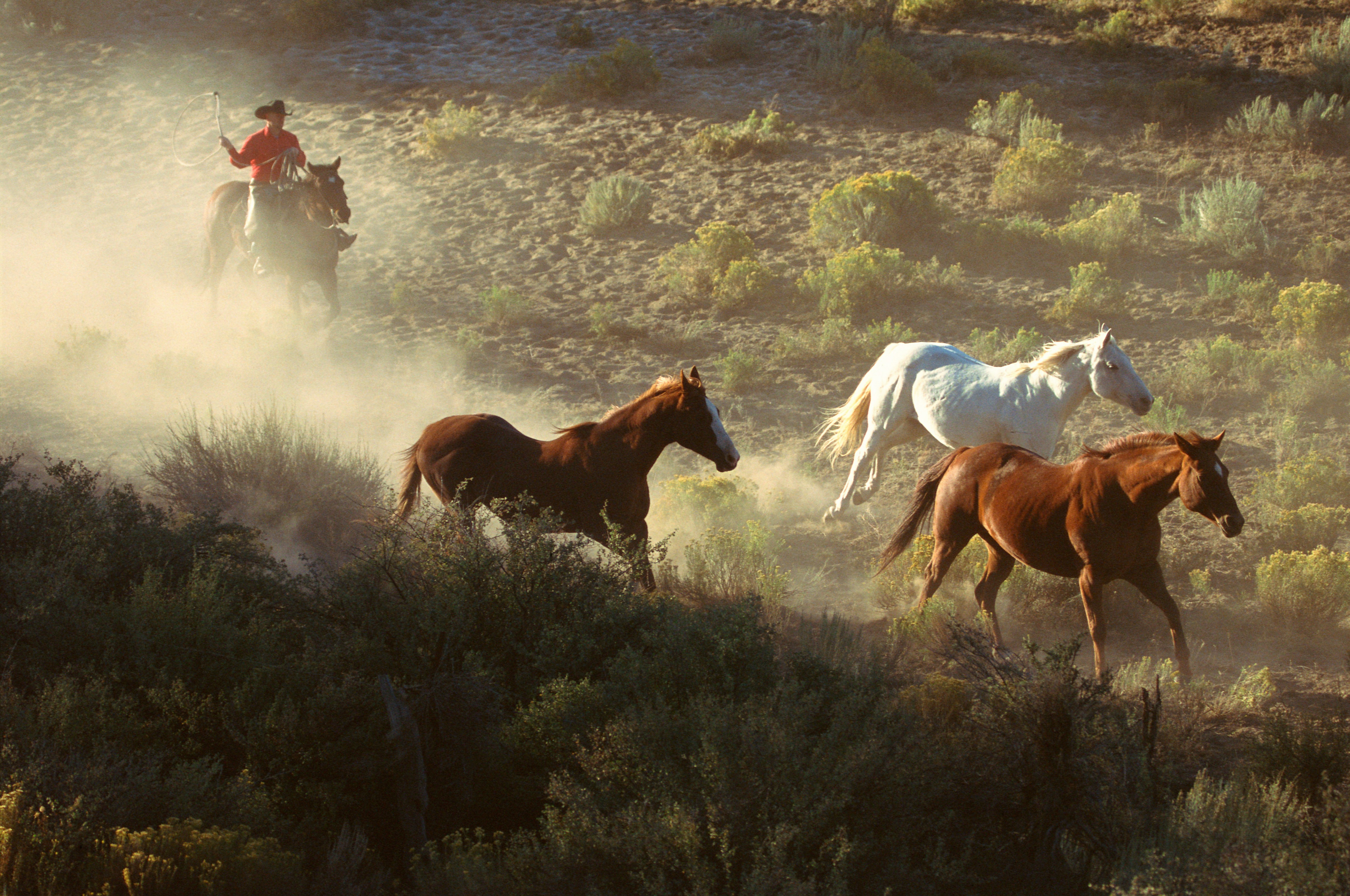 Horse wrangling, USA