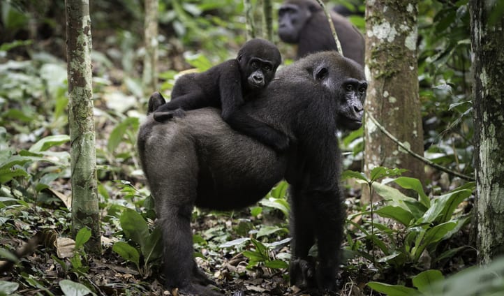 Holidays in the Congo