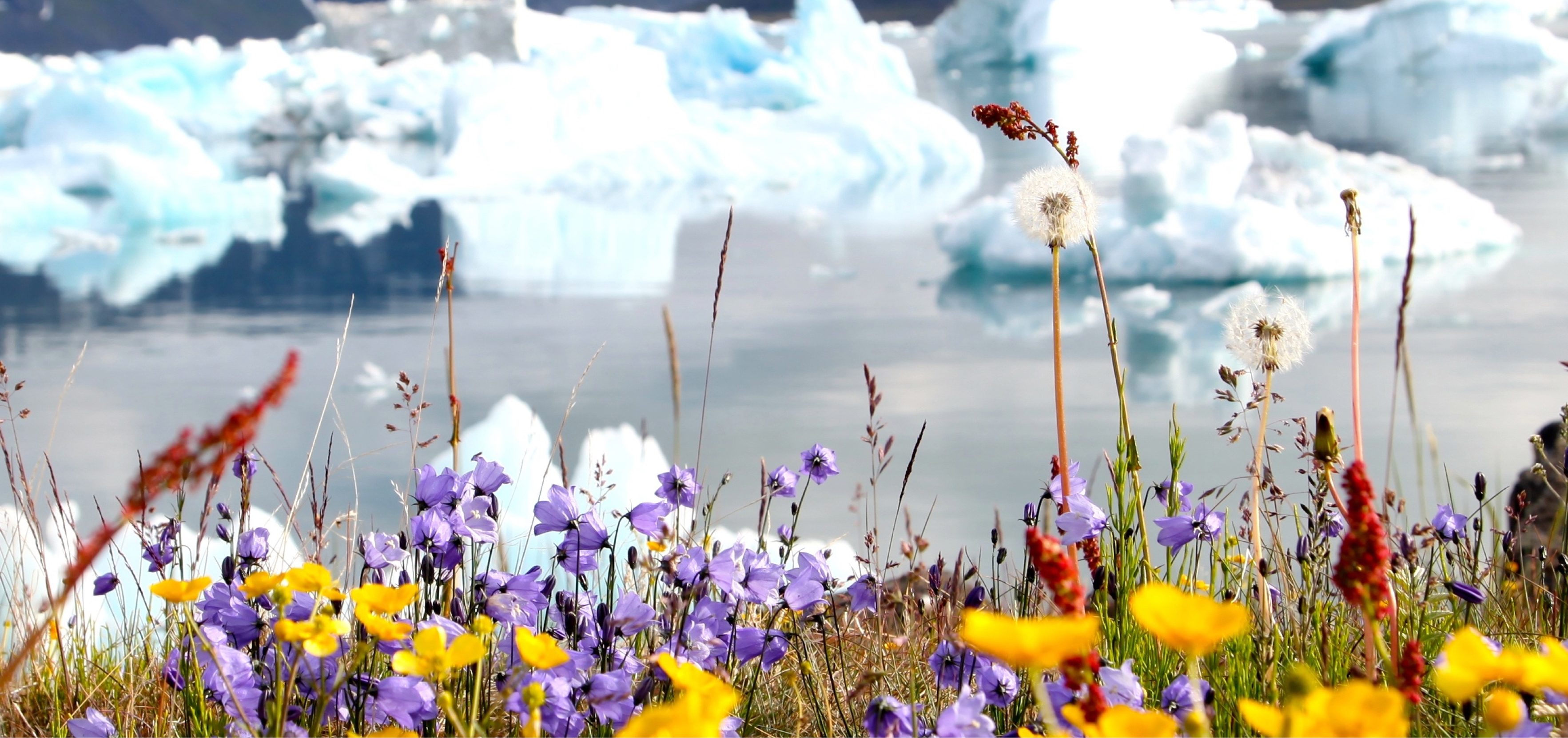 An Adventure across Greenland | Black Tomato