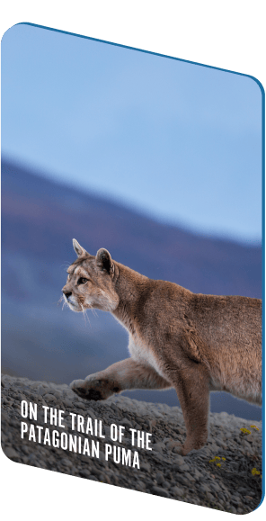 Patagonian Puma card