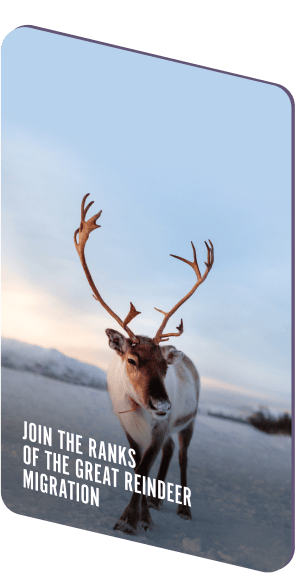 Join the ranks of the great reindeer migration