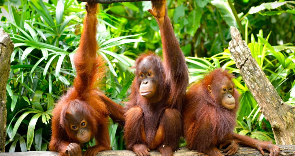 Discover Borneo