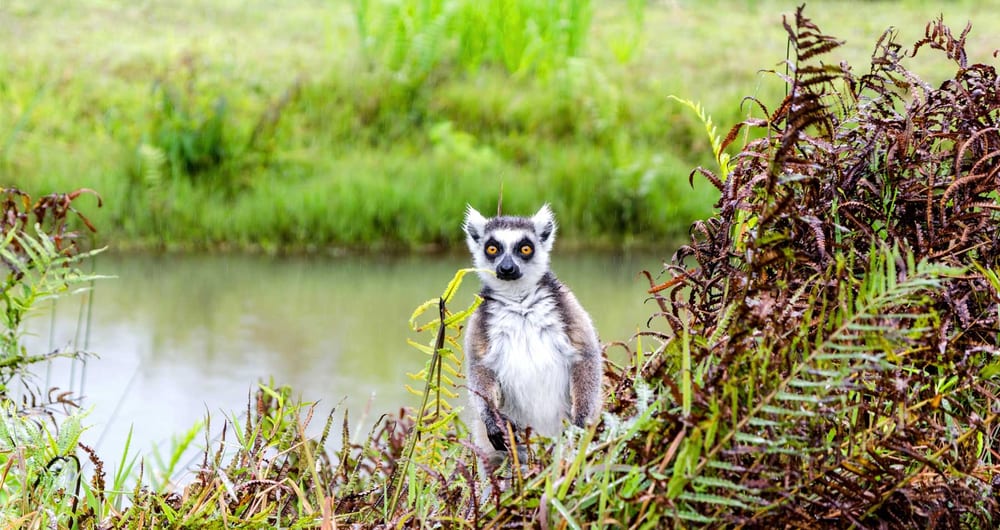 Spot lemurs in Madagascar