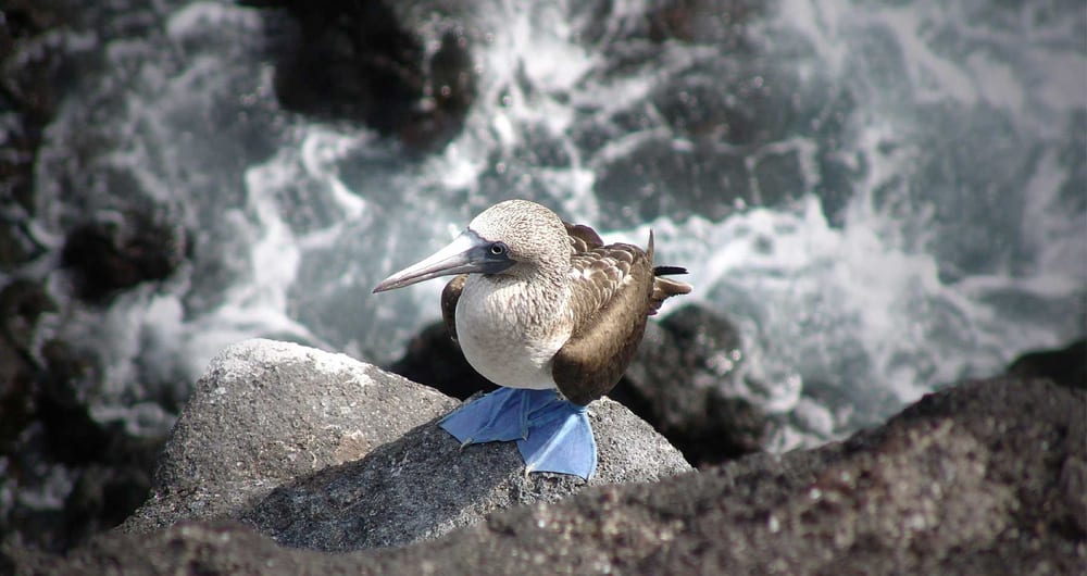 Family holidays to Ecuador and the Galapagos