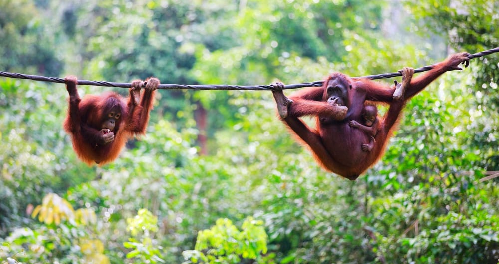 Honeymoons in Borneo