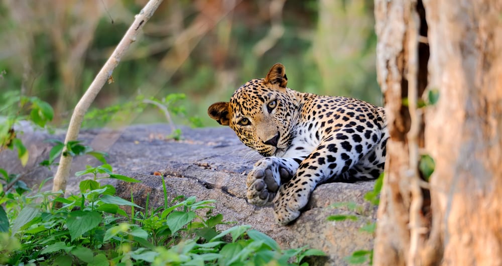 Leopards in Sri Lanka