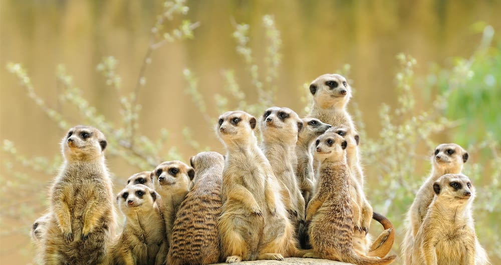 Meerkats in Kalahari