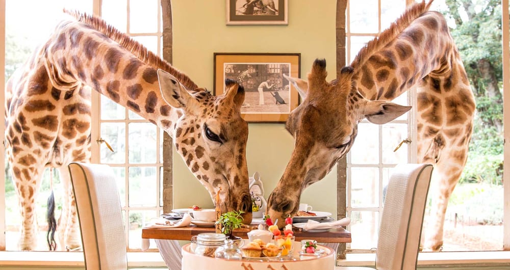 Giraffe Manor, Kenya