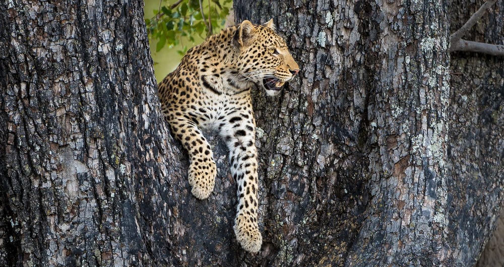 Best safaris in Okavango Delta