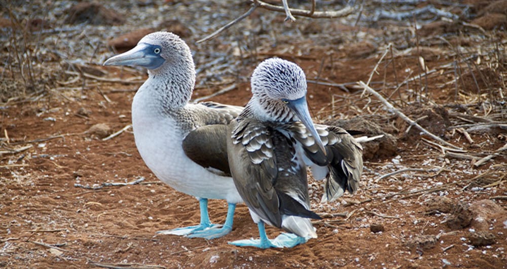 Where to go on holiday in July: Galapagos Islands