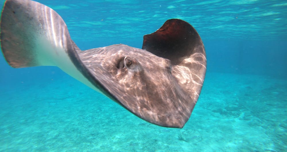 Stingray City, Antigua