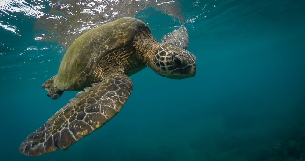 Hawaii Turtle - stephen Leonardi