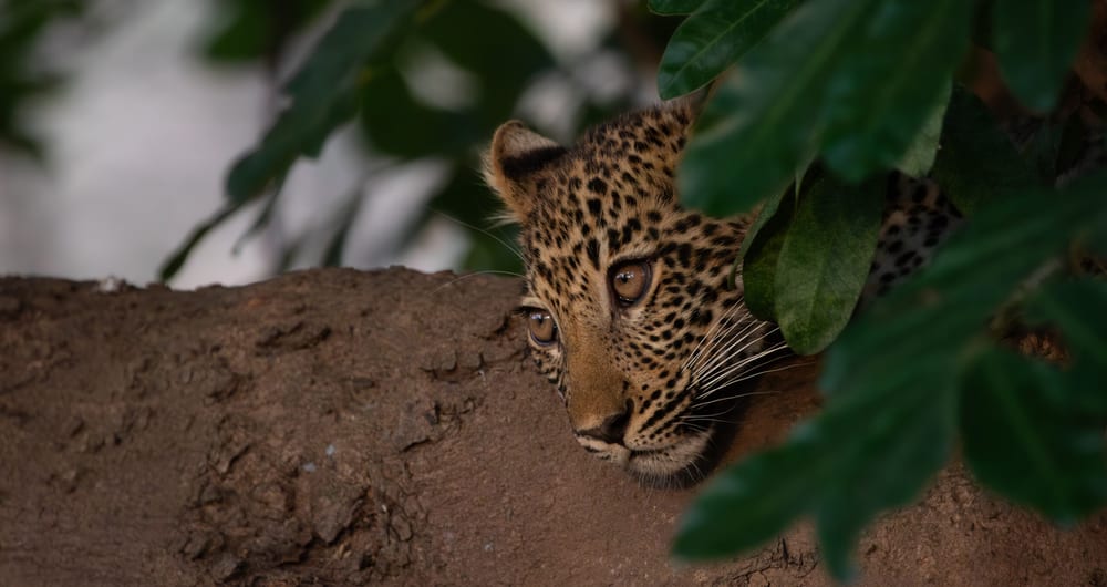 Leopard in Zambia