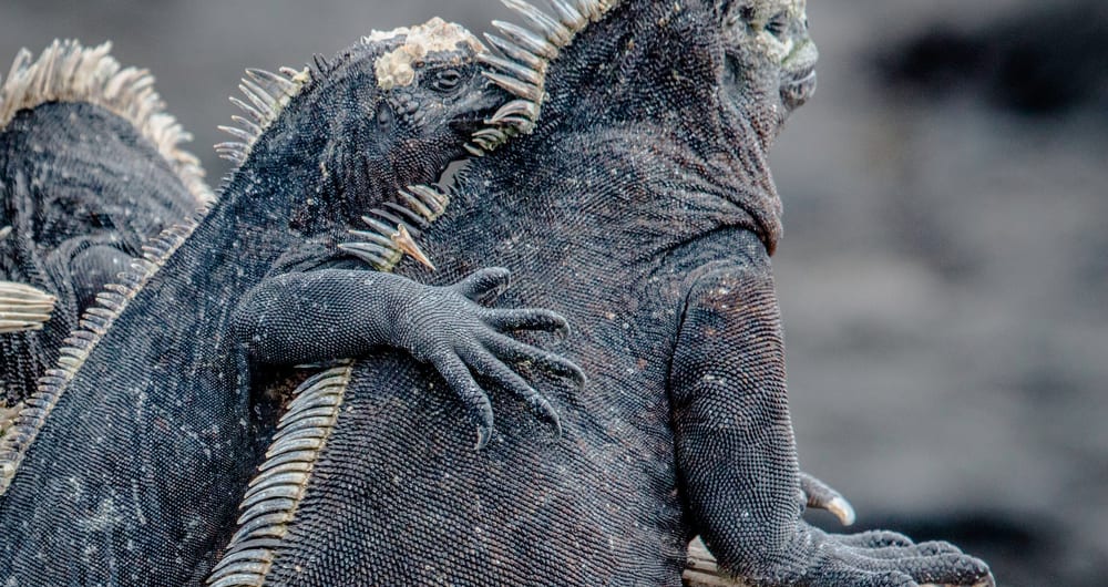 Two iguanas on the Galapagos, Ecuador