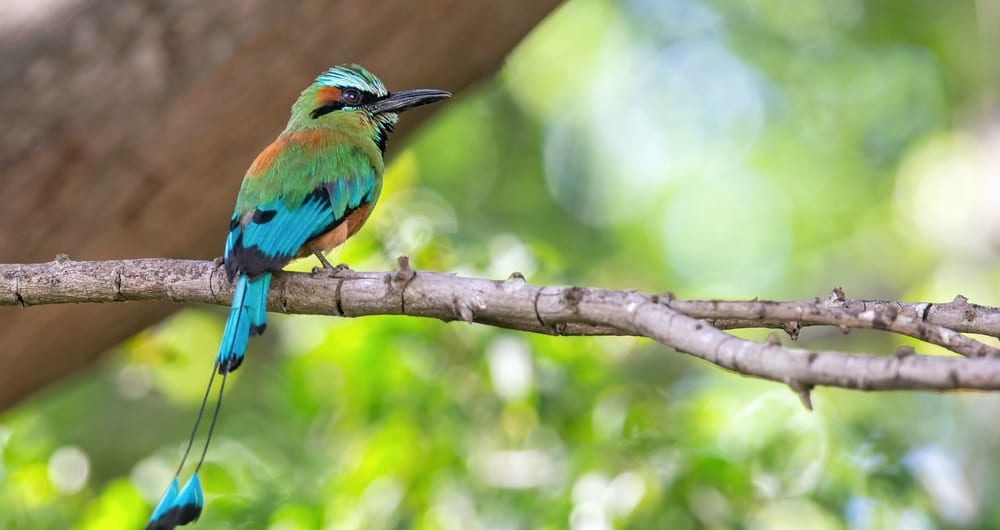 Beautiful bird in Nicaragua