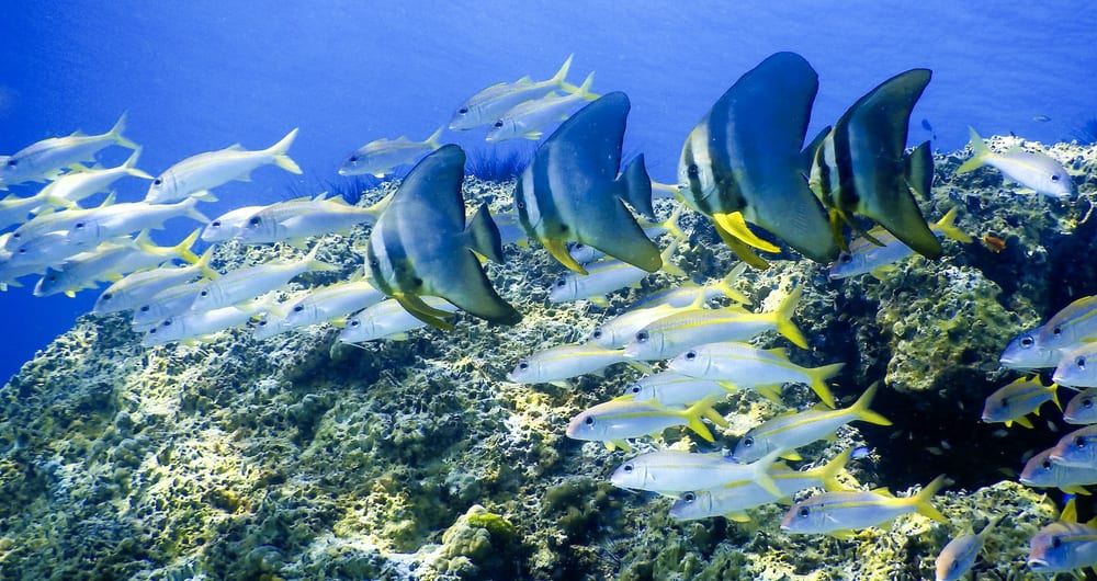 Diving among tropical fish in Phuket, Thailand