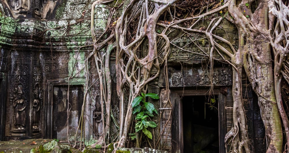 A tree takes root at Angkor Thom in cambodia