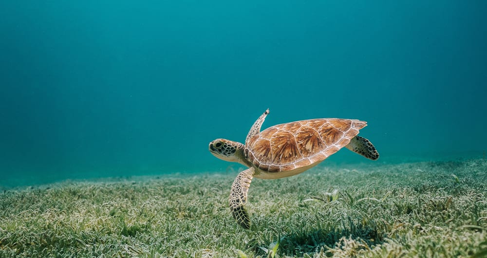 turtle in the maldives