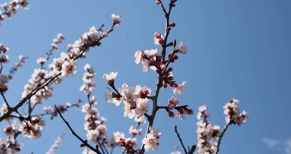 apricot blossom in okinawa in japan