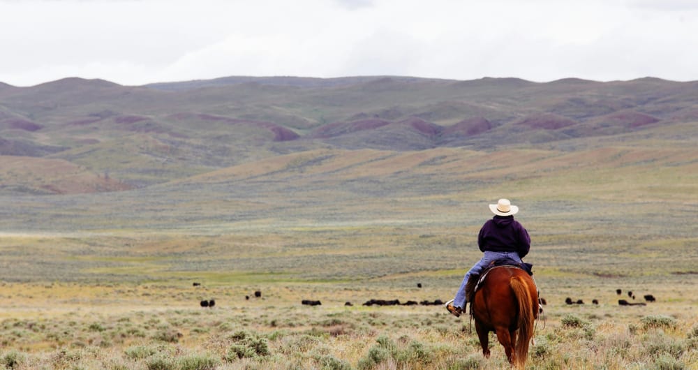 Horseback riding in Montana, USA