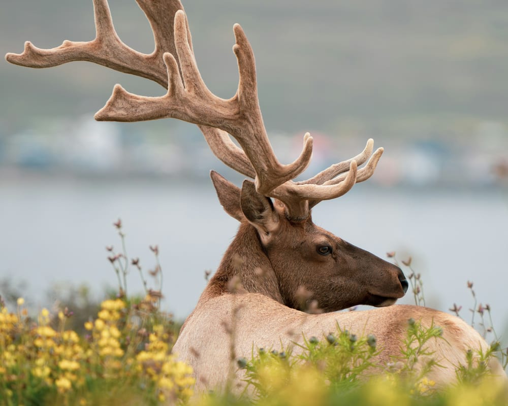 USA Point Reyes National Seashore, California - y-s