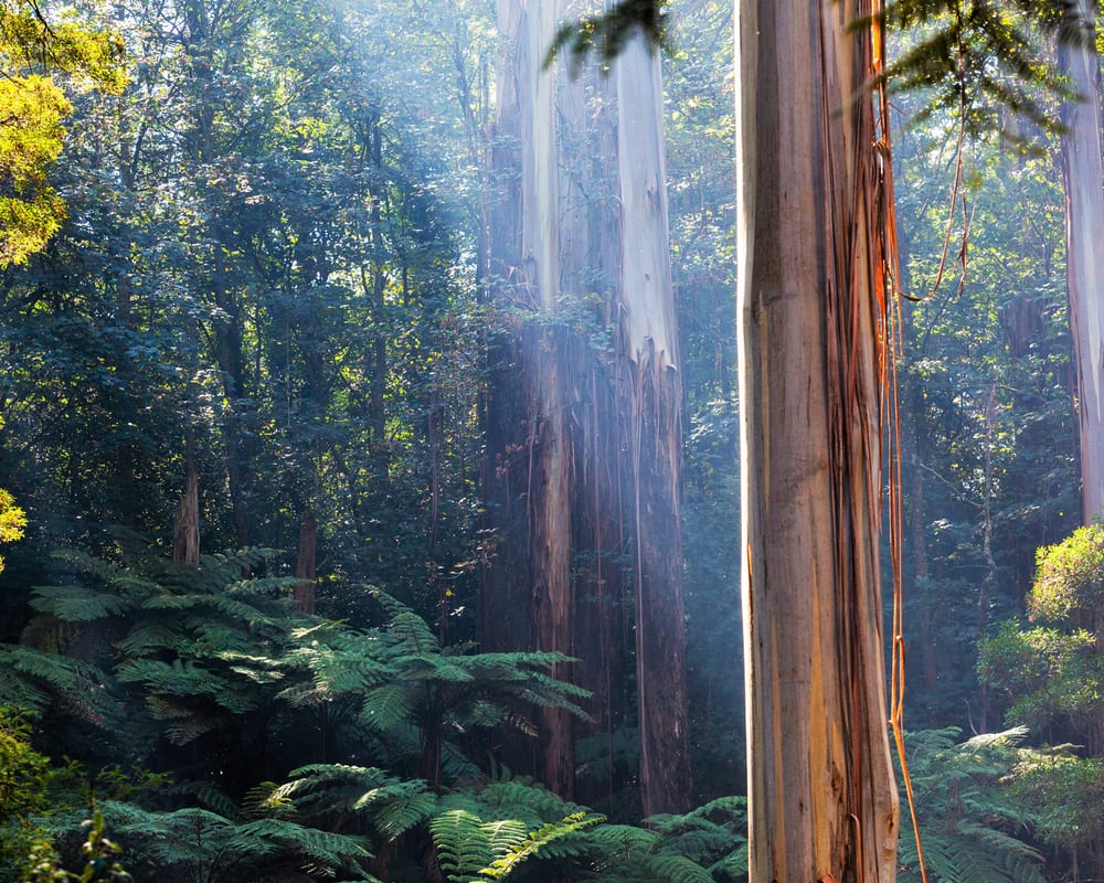 australia reforestation