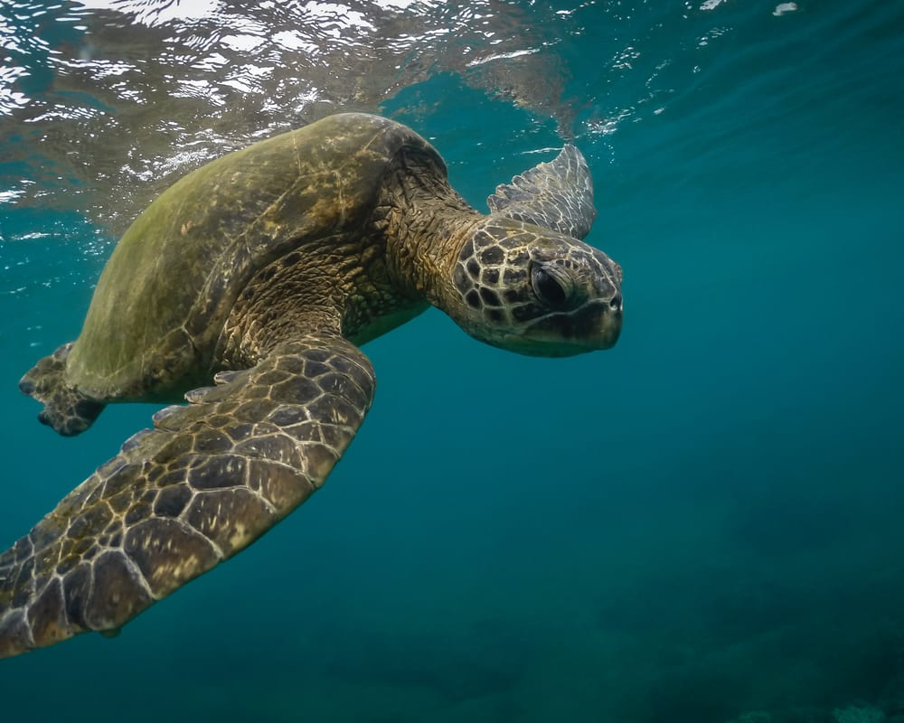 Hawaii Turtle - stephen Leonardi