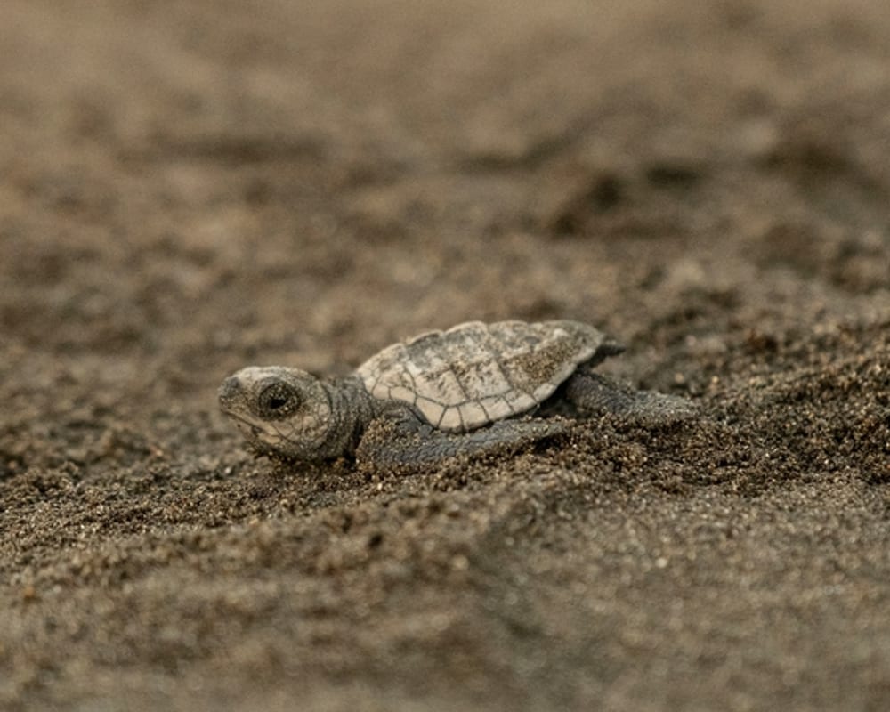 Turtle hatching on the beach