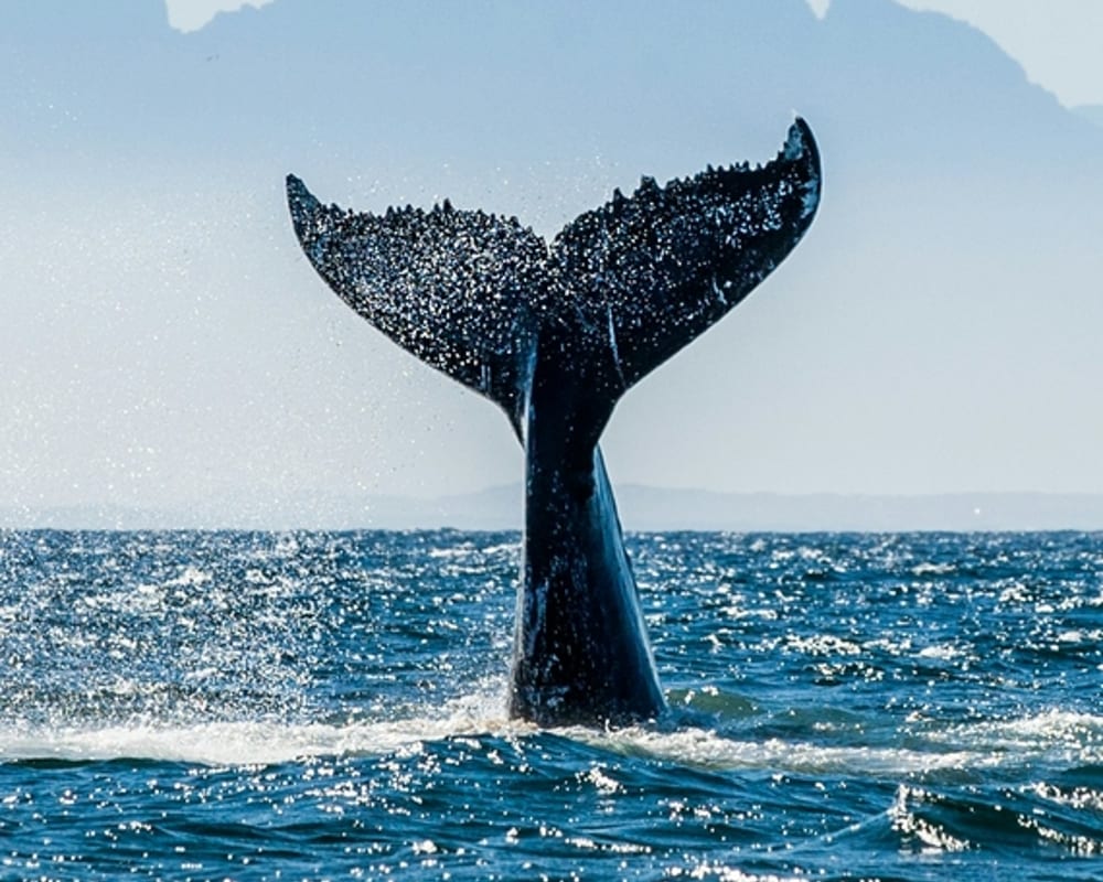 Whales in Costa Rica