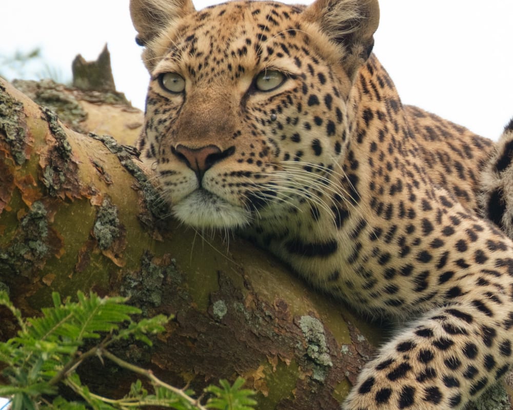 Leopard in Ishasha, Uganda