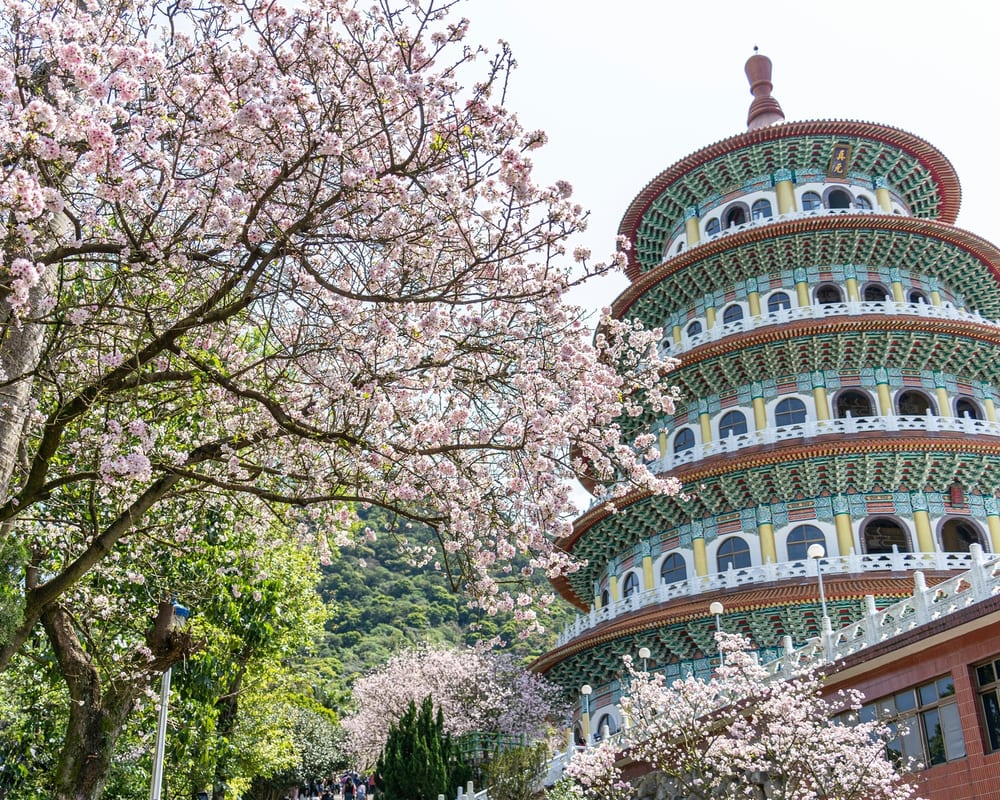 Cherry blossom in Taiwan