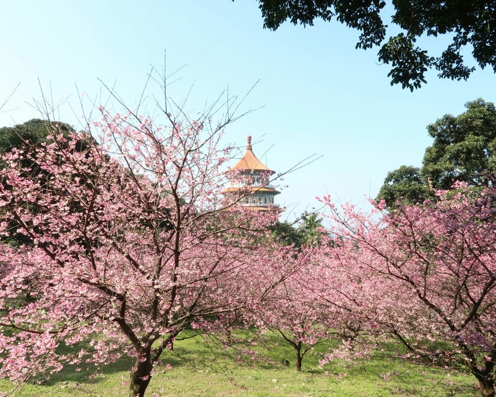 Cherry blossom in Taiwan