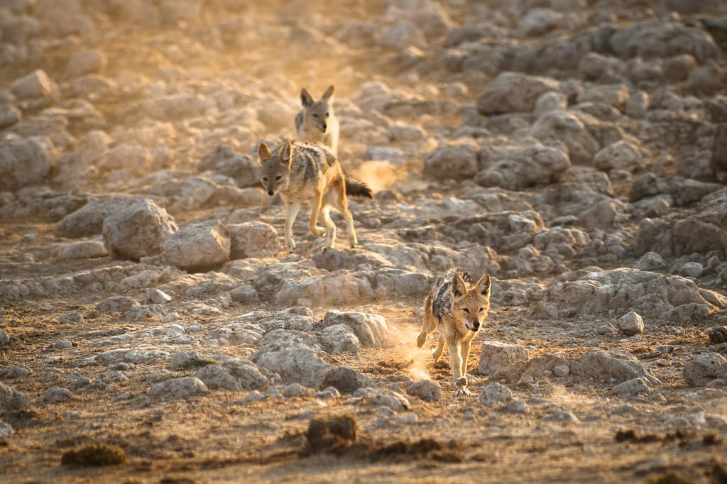 Black backed jackals in South Africa