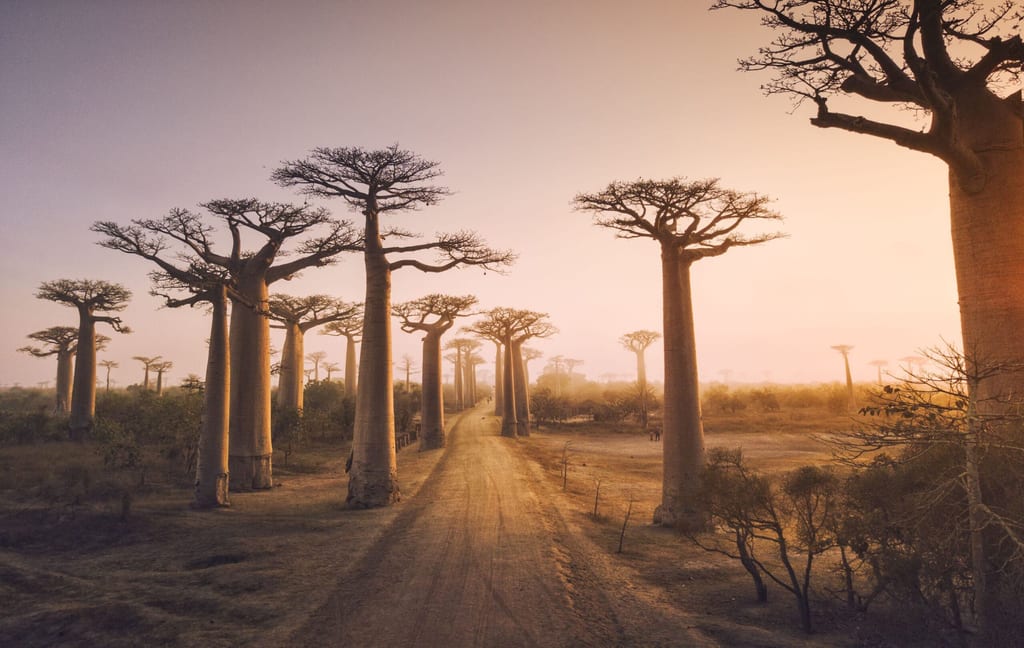 baobab trees in Madagascar