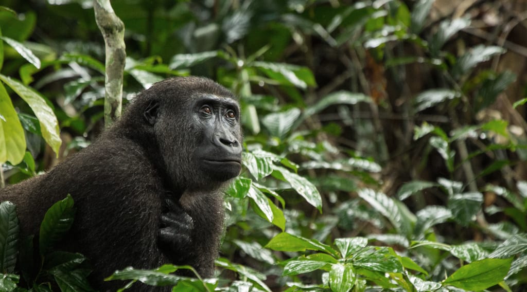 Lowland Gorilla in Congo