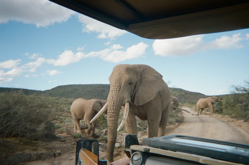 South Africa big five