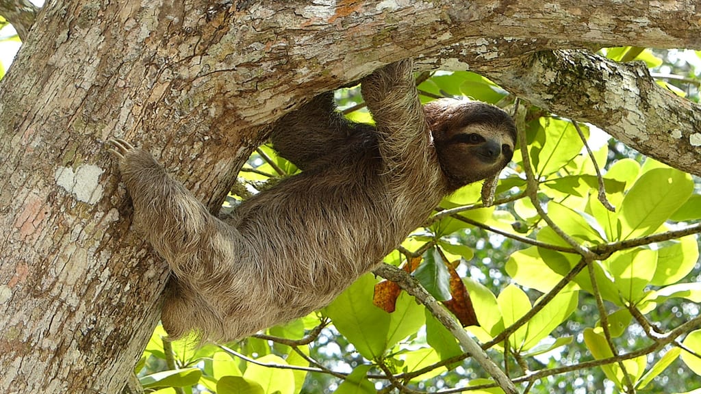 Three toed sloth in Colombia