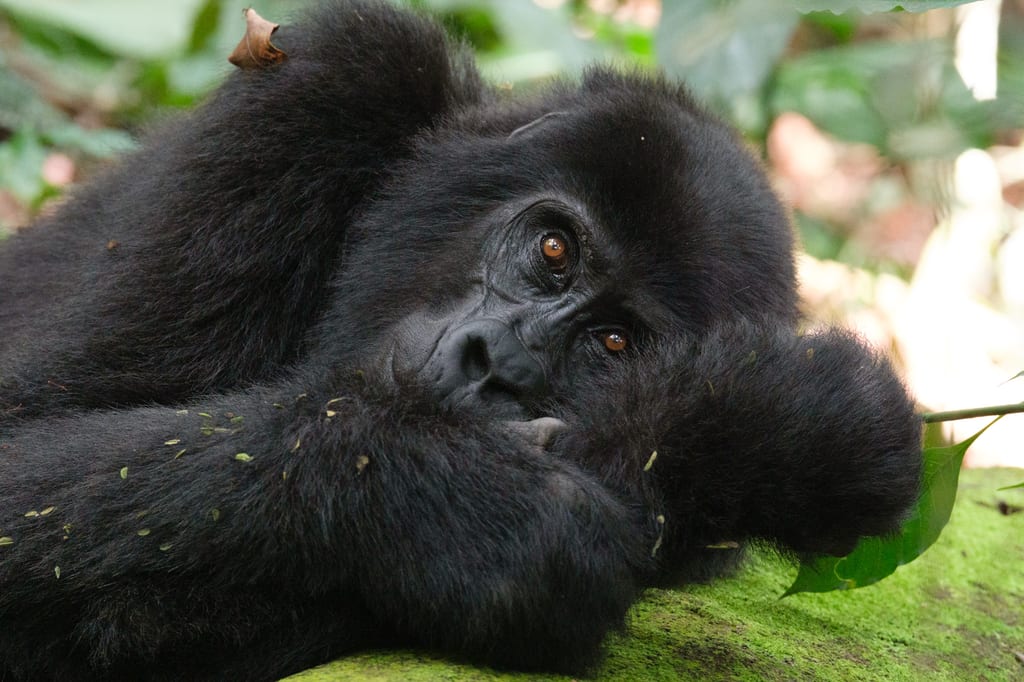 Gorilla in Bwindi, Uganda