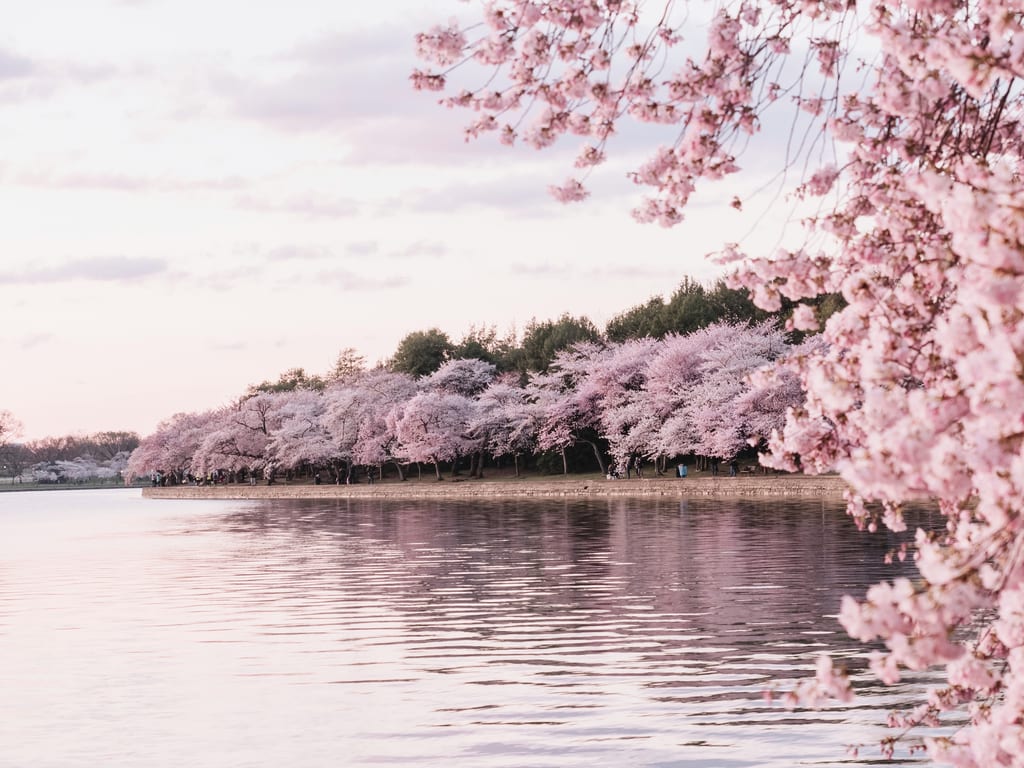 Cherry blossom in Washington DC, USA