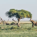 Safari in Kenya
