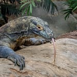 Komodo dragon with tongue out on log in South East Asia