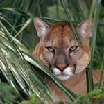 Florida panther in the green bushes