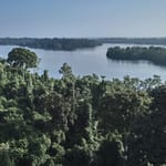 Gabon rainforest, Africa