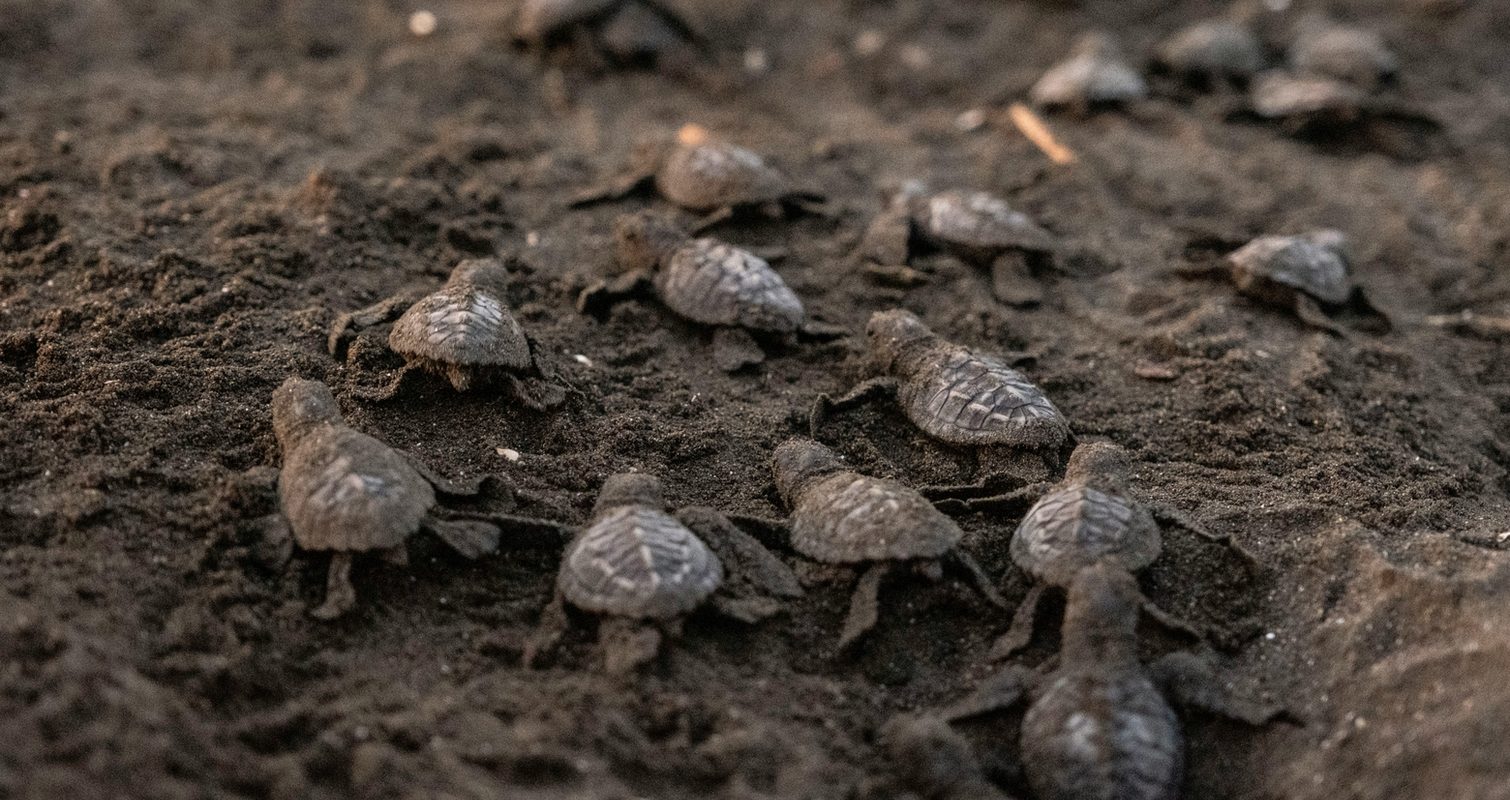 Turtles hatching on the beach