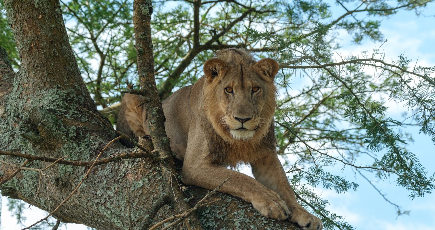 Lion in tree at Ishasha, Uganda