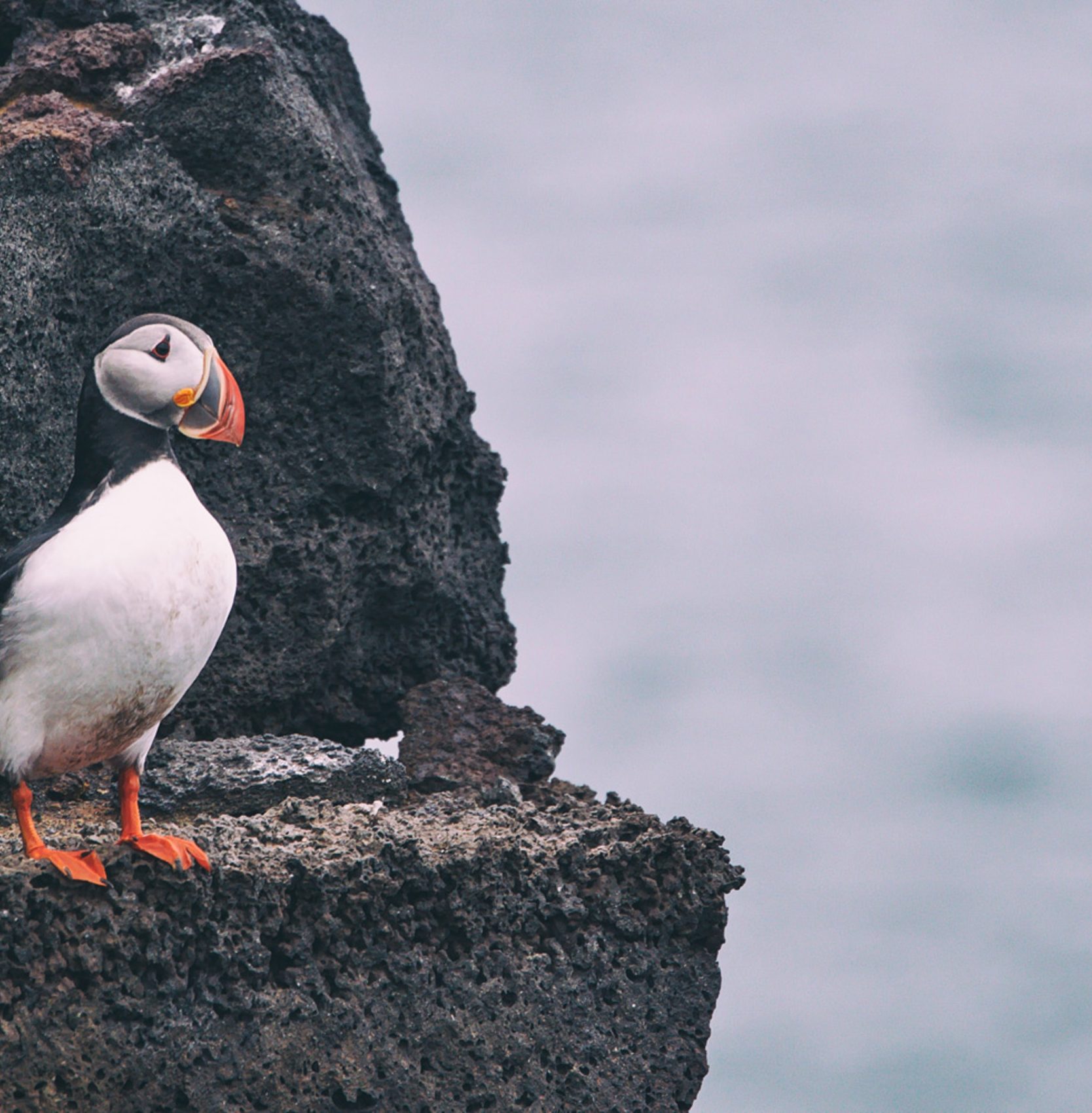 Puffins in Vestmannaeyjar, Westman Islands