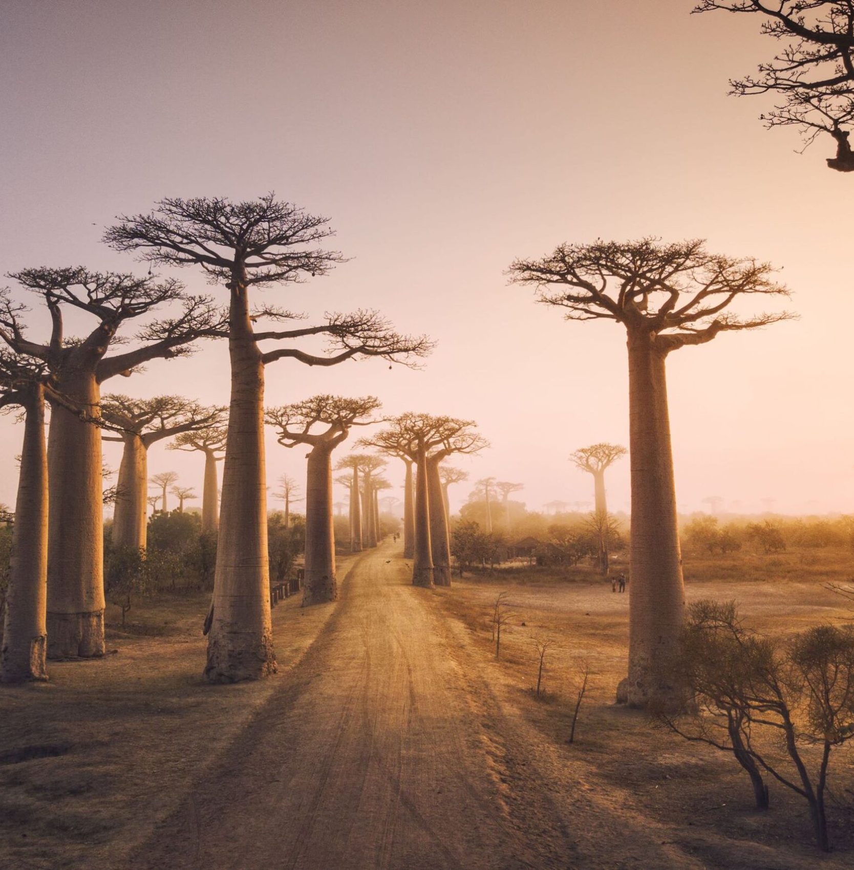 baobab trees in Madagascar