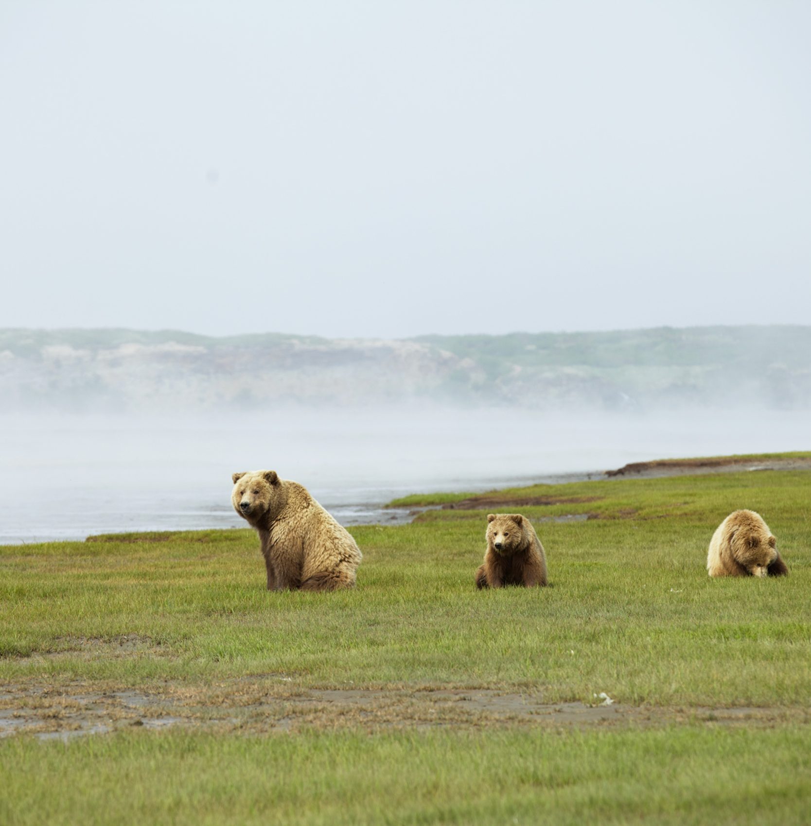 Bear watching in Alaska